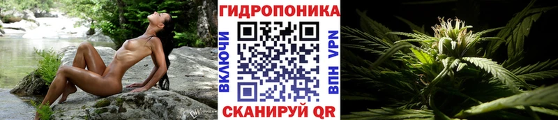 наркотики  Ахтырский  Шишки марихуана конопля 
